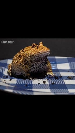 13K views · 159 reactions | The giant horned frog's favorite food is mice. | Insect Forest | Facebook