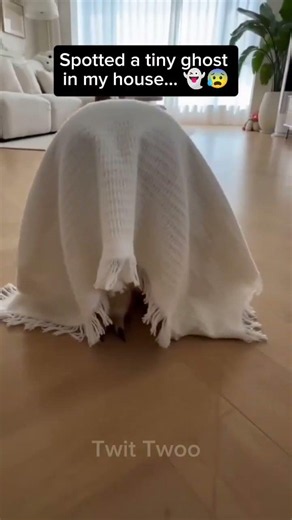 Twit Twoo tried to scare me as a ghost but failed... 👻🦉 #shorts