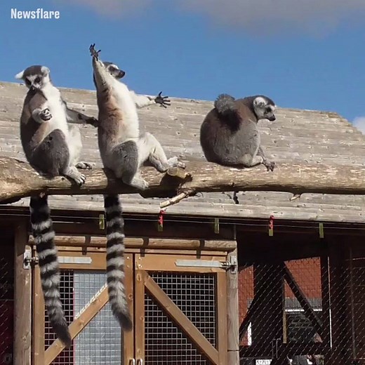 3.1M views · 54K reactions | There's something really funny about the way lemurs sunbathe...  | LADbible | Facebook