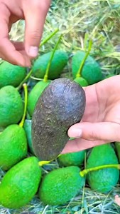 8.9K reactions · 758 shares | Health care tips ‍⚕️ #doctor #explorepage #healthcoach #skincare #fruit | Healthcare Tips | Facebook