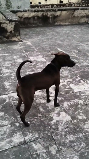 only one command part 2 #shorts #trendingshorts #viralshort #ytviral