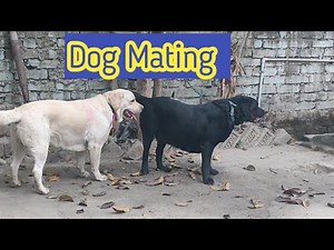 Dog Mating