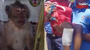 115K views · 3.5K reactions | Valton : le singe finalement capturé...