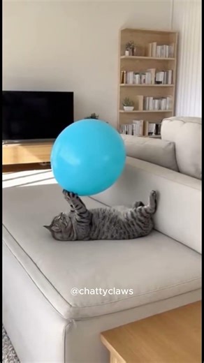 CAT vs. PHYSICS: Who won? part 2 #shorts