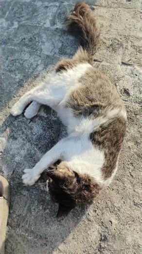 "Funny grey cat moment with adorable 'la la la' sound🎵 😹" #Funnycat #greycat #cutecatmoment #ytshort