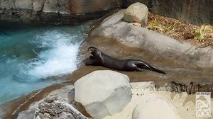 7.3K views · 260 reactions | Because on a gloomy, overcast day in May, we could all use a video of giant river otters enjoying the "otter-slide" in their habitat at the Rainforest of the Americas exhibit. | Los Angeles Zoo | Facebook