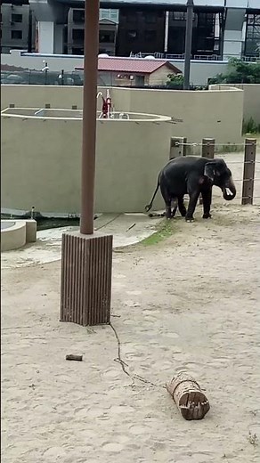 天王寺動物園に新たにゾウが来てから初めて眺めました！！