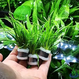 Greenpro | Juncus Repens 3-Bunch Easy Low-Light Stems Freshwater Live Aquarium Plants Carpet Tank