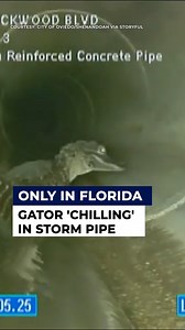 6.4K views · 65 reactions | 'PIPE PUPPY'  An alligator was found "chilling" in an Ovideo stormwater pipe while workers were performing a maintenance check last week. READ MORE: bit.ly/4dyK4PO | FOX 13 News - Tampa Bay | Facebook