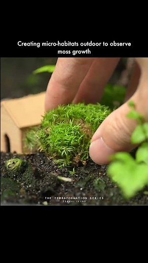 Creating micro-habitats outdoor to observe moss growth with TerraLiving