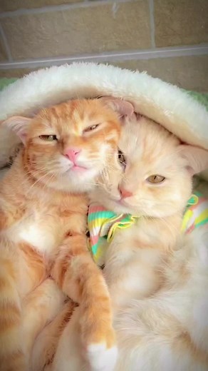 Cozy Moments with Orange Tabby Cats