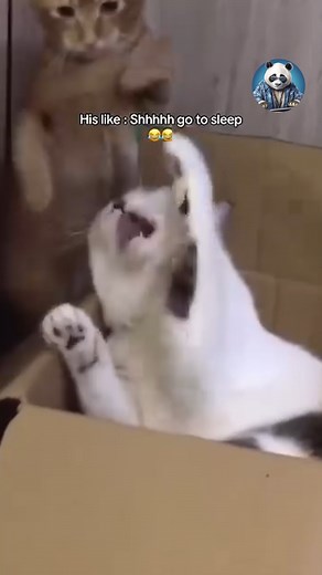 119K views · 5K reactions | "Don't You Dare Touch Me!" -Cats  #cat #catlover #cats #FunnyCats | Mr Pandawg | Facebook