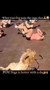 1.7K views · 29K reactions | When dog joins yoga, every pose becomes cuter. Happiness is yoga with my dog #dogs #human #unconditional #bonding #unconditionallove #goldenretriever #dog #yoga #yogapractice #yogachallenge #cuteness #cutenessoverload #Amazing #Mindblowing #doggo #skills #reelsviralシfb #videoviralシ | Labrador Vlogs | Facebook