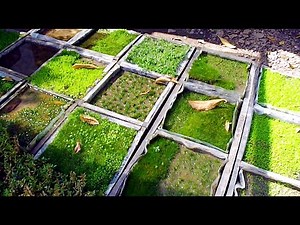 AMAZING AQUATIC PLANTS For Aquarium