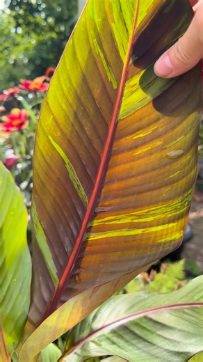 Farmer Gracy on Instagram: "Grow a banana palm! 🌱 Musa ‘Ever Red’ and Musa ‘Basjoo’ are two of the most resilient types. They can live outside all year in areas with mild winters. In colder areas, grow them in large pots and move them under cover for winter, or wrap the stem with insulation (e.g. straw and hessian) in late autumn. After planting, new leaves start to emerge after around a month, more leave will follow throughout summer. It’s a leafy beauty and looks lovely and tropical for summe