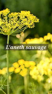 L'aneth sauvage (Anethum graveolens) est une plante comestible qui a un parfum très prononcé d'anis ! Ce qui en fait une plante idéale pour faire de délicieuses liqueurs. #naturelover #nature #cueillette #comestible #sauvage #plante #viralvideo #apprendresurtiktok #funfact #naturevideo #cueillettesauvage #Naturevideo | Samir Le Moine des Bois