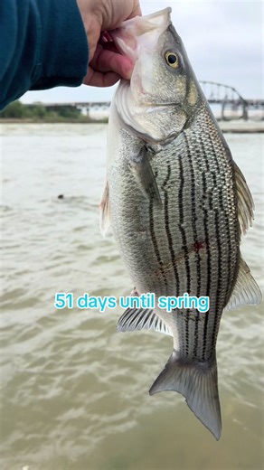 51 days left until spring! I’m so over this ice, snow and below zero wind chills. I can’t wait to get back to catching tank hybrid striped bass on the Mighty Ohio River #stripedbassfishing #riverfishing #catchandrelease #ohioriverfishing #rockfish