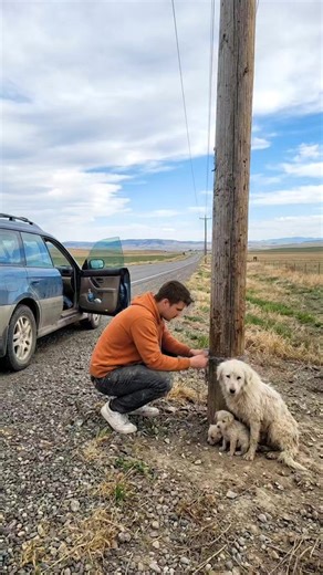 Trucker Rescues Chained Homeless Dog Family