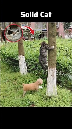 [Metal Gear Meme] Solid Cat