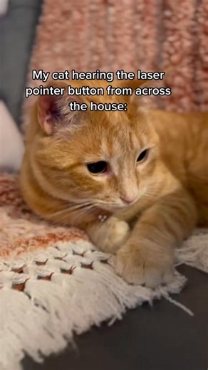 Nala loves her red dot 🔴 🩷 #cat #catvideos #catsoffacebook #orangecat #funnycat | Nala Meets World