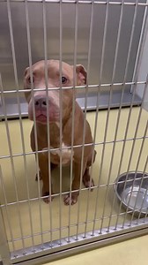 ADOPTED!!! 😭SENIOR ZAELIE PAST 3/6 FINAL DEADLINE AND LOSING HOPE😭 Located @Wichita, KS Animal Shelter (NOT in the care of Beauties & Beasts Rescue) Zaelie is still there but is starting to lose hope. Her spirit is breaking. She is past her final deadline and could be pulled for euth any day. We know there is someone out there for her, and we won't give up. Please help us save her! Our hearts are breaking! Zaelie is an amazing senior who has reached her final deadline. She is extremely sweet a