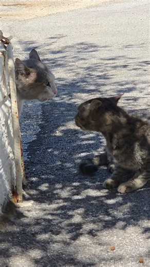 Captain Kate McCue on Instagram: "Banshee's clearly a lover, not a fighter. He's also a cue commander who waits till I'm mid-conference call to howl so I have to go out & make sure no one's getting murdered in the parking lot. #shipyardkitty"