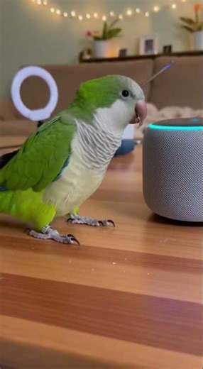 “Alexa, Am I Famous Yet” — The Influencer