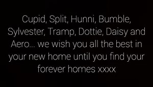 5.2K views · 256 reactions | On Monday, we took nine cats down to Java Whiskers Cat Café in London. Here's a video of their first day and a chance to have a sneak preview of the café prior to the grand opening on Saturday. | The Scratching Post Cat Rescue | Facebook