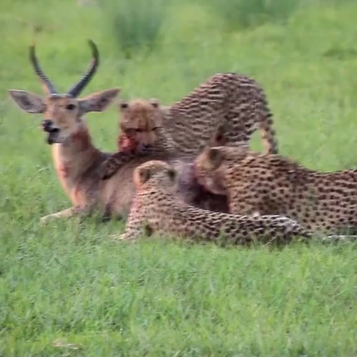 3.9M views · 10K reactions | A cheetah family that ate a reedbuck alive, this is so rare I've only seen it once #cheetah #travel #explore #safari #africa #wildanimals #wildlife #wildlifephotography #nature #trend #trending #fy #fyp #foryou #foryoupage #viral #wow #cool #amazing #reedbuck | SbdmLove Mony 97272 | Facebook