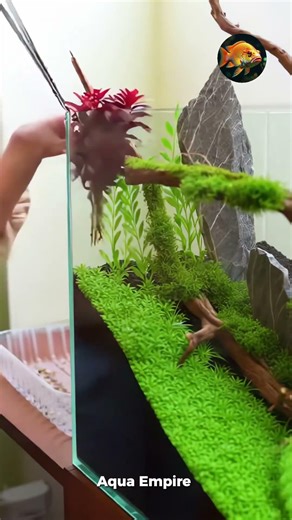 Building a complete planted tank step by step #fishtank #aquarium #aquascaping