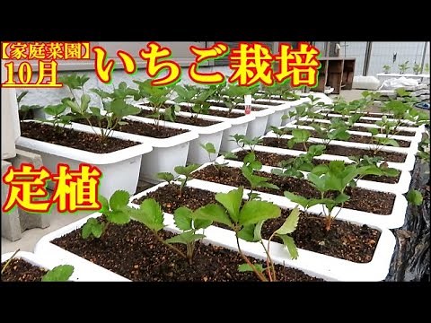 【家庭菜園】いちご栽培10月 65cmポットへ定植①章姫＆とちおとめ
