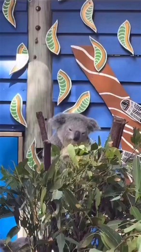 Hello everyone — Day 1 UpdateAfter just 1 day, we’ve already achieved some BIG things.But the most important part…we built a strong and active community and we FULLY adopted $BERT, this koala now officially belongs to the trenches, Do you realize how HUGE that is?For those wondering how I found his name:https://t.co/LcDR1VchhUAfter over an hour of searching, I finally found $BERT and from that moment, we started adopting him step by step.My ask to everyone: Spread the Gooning $BERT GIF across yo