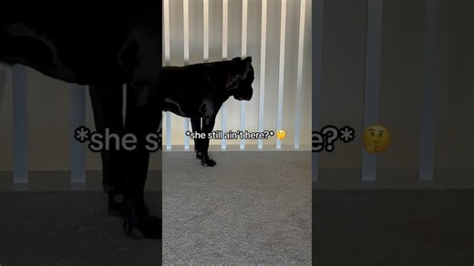 Dog is relieved when mom returns from her journey to mailbox