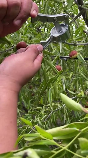 Harvesting Juicy Fruits with a Specialized Picker