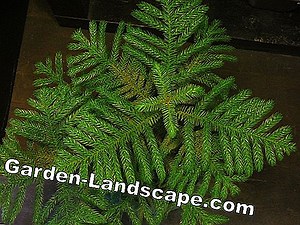 Plantas: Schefflera - Cuidado, Corte E Propagação | 2025