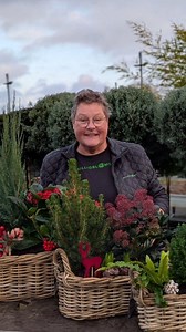 ✨STELLA HAR TRYLLET IGEN✨ Se lige hvor flotte disse kurve er blevet! 🎄 Endnu engang har Stella haft de grønne fingre i gang og skabt de fineste kombinationer af planter, bær og pynt – lige til at sprede julestemning 🤶🎄 Se med og bliv inspireret til hvordan din næste Jule-sammenplantning kan se ud 🎄🤗 Hos BilligBlomst Fredericia har vi nemlig alt hvad du skal bruge til at sammensætte din egen jule-sammeplantning 😍 Perfekte som værtindegave, til terrassen eller bare til at forkæle sig selv ❤️