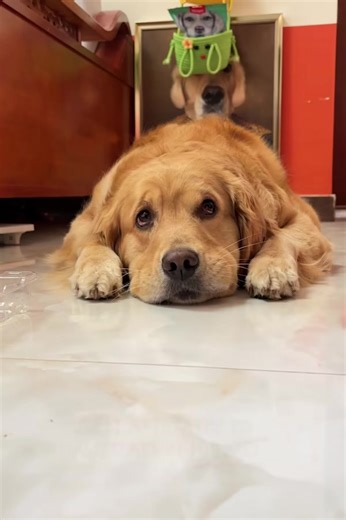 He tried so hard to get away with it... 🤣🥹#dogslife #dog #dogwalker #puppylove #puppytraining #puppylife #puppyoftheday #puppydog #pimples #rescuedogs #puppy #dogs #fleas #dogt | Animals Pets