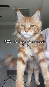 Maincoon #mainecoon #mainecooncat #maincoon #maincooncat #momlove #love #meowmeowchallenge #cat #kitty #kitten #kittycat #kittylove | Meet my cat