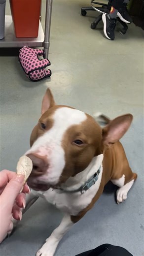3.5M views · 111K reactions | A narcoleptic shelter dog named Wally has become an internet sensation after a video of him falling asleep while being offered a treat garnered more than 5 million views on TikTok. (Video/Austin Humane Society) FULL STORY ⬇️ | CBS Austin | Facebook