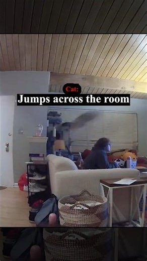 Scared Cat Jumps Across The Room 😳