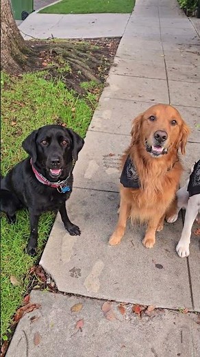Shadow vs Chance vs crazy Nina... and one ball. 🧡 #dogs