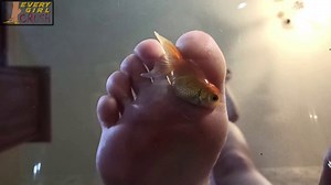 VOUYJN – Dawn Fishy Fishes and Craws Underglass - EVERYGIRL CRUSH