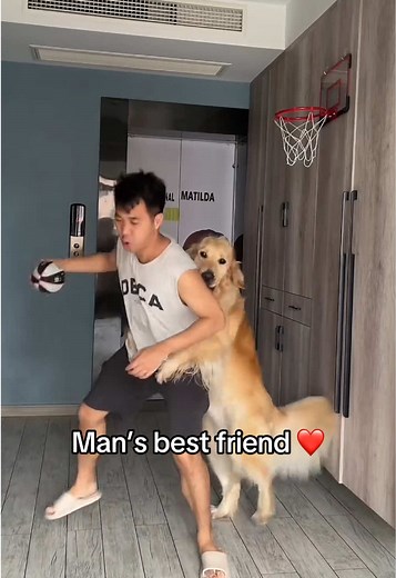 Dogs Playing Basketball: Wholesome Moments with Pets