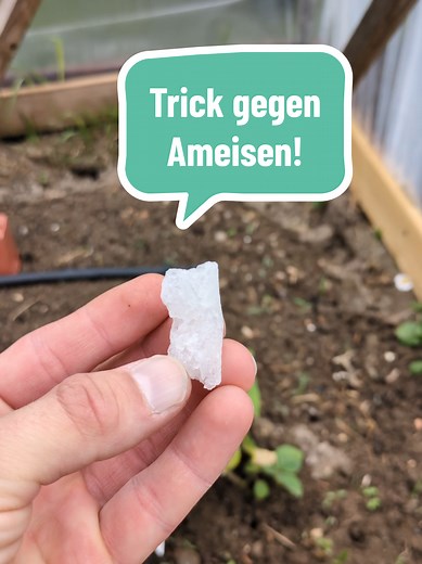 Ameisen effektiv vertreiben: Tipps & Tricks für den Garten