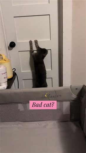 Understanding Your Misunderstood Cat: Bad Behavior Explained