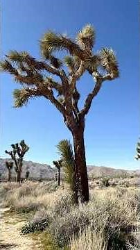 Joshua Tree National Park, California