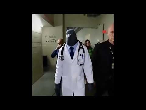 Doctor Pigeon Meme | Download Link In Comments 🔗