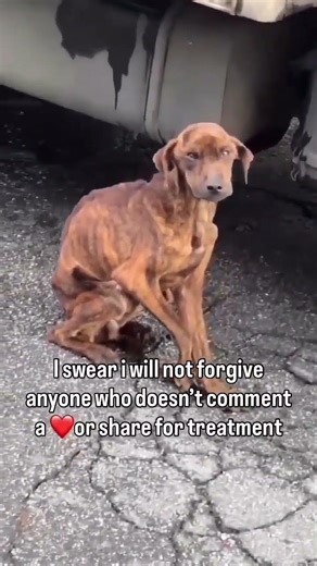 Several animal protection channels published this case: #usa #reels #Canada #uk