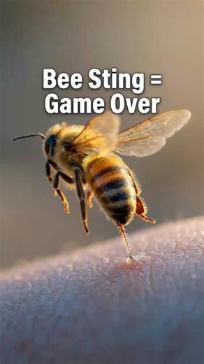 Why Honey Bee dies after stinging? #facts #lifeonearth #didyouknow #bee #honeybee#shorts #shortvideo