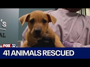 PAWS Chicago rescues 41 animals amid shelter crisis in Southern Illinois